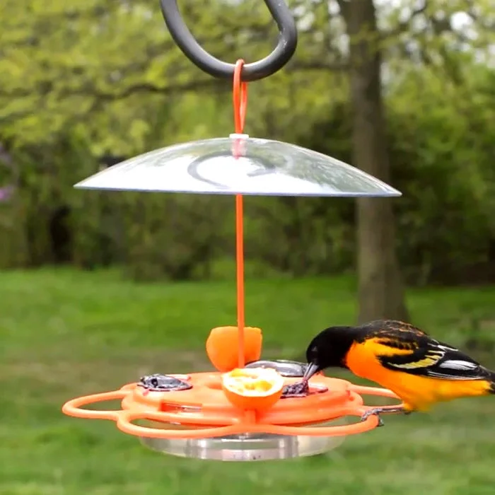 All-In-One Oriole Buffet