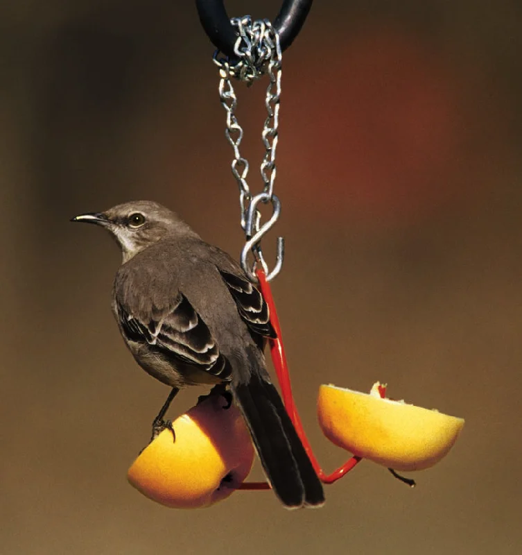 Droll Yankees Fruit Feeder