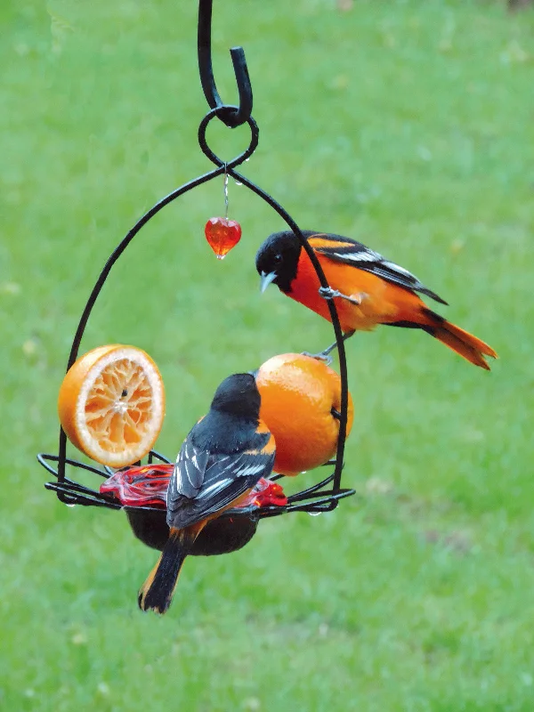 Oriole Flower Feeder